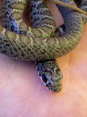 Coluber constrictor constrictor