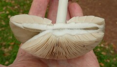 Volvopluteus gloiocephalus