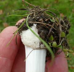 Volvopluteus gloiocephalus