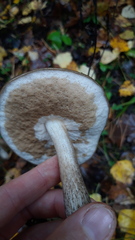 Leccinum scabrum
