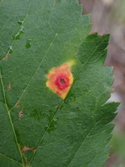 Gymnosporangium