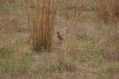 Chersomanes albofasciata