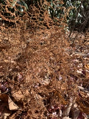 Dennstaedtia punctilobula