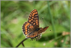 Euphydryas intermedia
