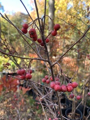 Aronia arbutifolia