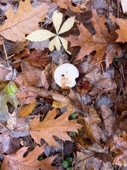 Amanita multisquamosa