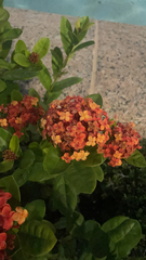 Ixora chinensis