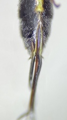Limneriini