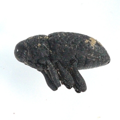 Tyloderma foveolatum