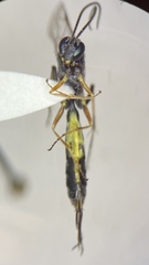 Limneriini