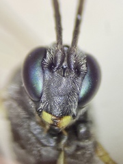 Limneriini