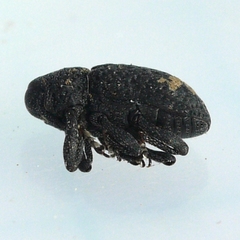 Tyloderma foveolatum