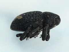 Tyloderma foveolatum