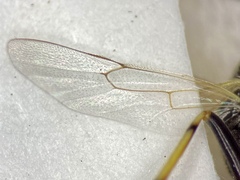 Limneriini