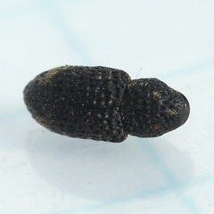 Tyloderma foveolatum