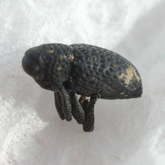 Tyloderma foveolatum