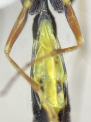 Limneriini
