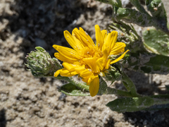 Rayjacksonia phyllocephala