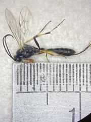 Limneriini