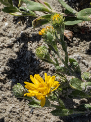 Rayjacksonia phyllocephala