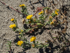 Rayjacksonia phyllocephala