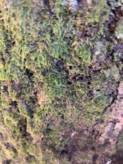 Pseudanomodon attenuatus