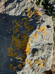 Xanthoria parietina
