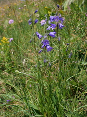Campanula scheuchzeri