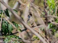 Myiarchus cinerascens