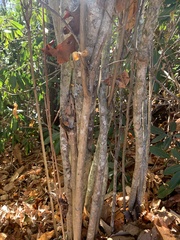 Cryphonectria parasitica