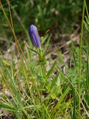 Gentiana pneumonanthe
