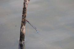 Pseudagrion vaalense