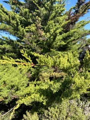 Cupressus sargentii