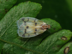 Cixiidae