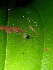 Thaumasia