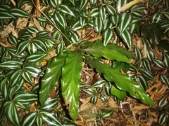 Goeppertia rufibarba