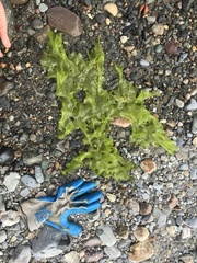 Ulvaceae