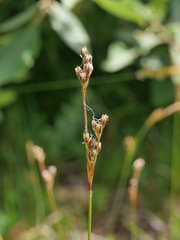 Juncus squarrosus