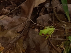 Agalychnis taylori