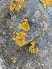 Xanthoria parietina