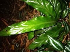 Goeppertia rufibarba