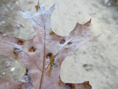 Taphrina caerulescens