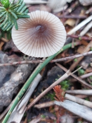 Mycena capillaripes