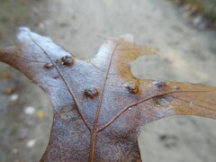 Taphrina caerulescens