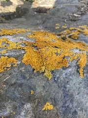 Xanthoria parietina