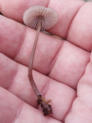 Mycena capillaripes