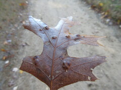 Taphrina caerulescens