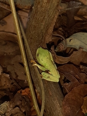 Agalychnis taylori