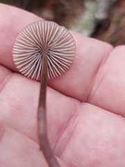 Mycena capillaripes