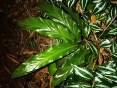 Goeppertia rufibarba